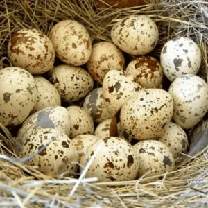 কোয়েলের ডিম (২০ পিস প্যাক)