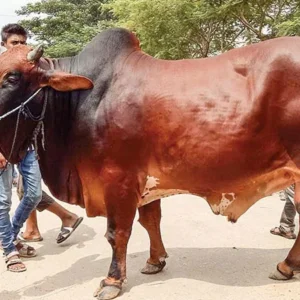 কোরবানির জন্য দেশি গরু (৩৫০ কেজি)