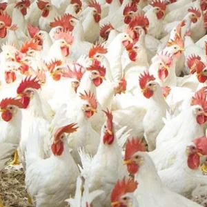 ব্রয়লার মুরগি (১.৫ কেজি থেকে ২ কেজি)