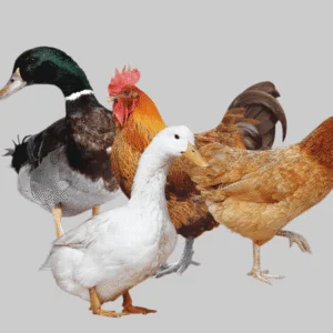 হাঁস-মুরগি